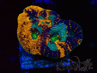 WYSIWYG - Acanthastrea echinata 22E1