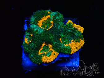 WYSIWYG - Acanthastrea echinata XL (6.5 cm)