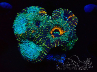 WYSIWYG - Acanthastrea echinata 22E3