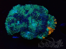 WYSIWYG - Acanthastrea echinata 22E4