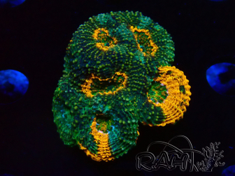 WYSIWYG - Acanthastrea echinata