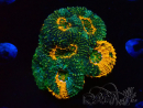 WYSIWYG - Acanthastrea echinata 22E5
