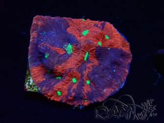 WYSIWYG Favites pentagona Warcoral