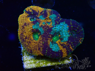 WYSIWYG - Acanthastrea echinata XXL (11 cm)