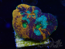 WYSIWYG - Acanthastrea echinata XXL (11 cm)