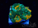 WYSIWYG - Acanthastrea echinata 22E2