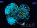 WYSIWYG - Acanthastrea echinata XL (8.5 cm)