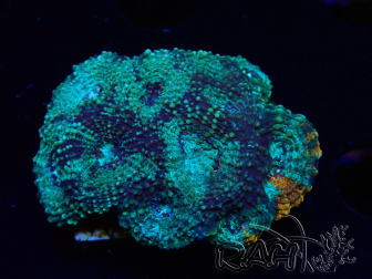 WYSIWYG - Acanthastrea echinata 22E4
