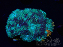 WYSIWYG - Acanthastrea echinata XL (6.5 cm)