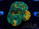 WYSIWYG - Acanthastrea echinata XL (8.5 cm)