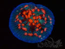 WYSIWYG - RAH Mycedium Ladybug