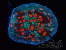 WYSIWYG - RAH Mycedium Ladybug 23B1
