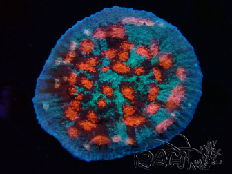 WYSIWYG - RAH Mycedium Ladybug 23B2
