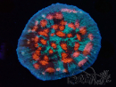 WYSIWYG - RAH Mycedium Ladybug