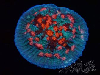 WYSIWYG - RAH Mycedium Ladybug 23B3