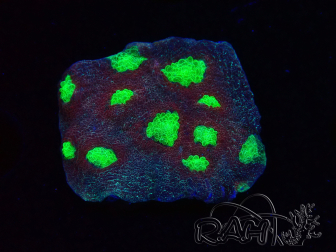 WYSIWYG - RAH Mycedium Tiki Blaze 23F6