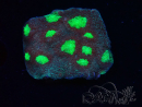 WYSIWYG - RAH Mycedium Tiki Blaze 23F6