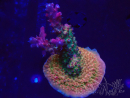 WYSIWYG- RAH Acropora Princesa