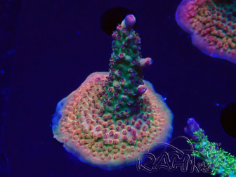 WYSIWYG- RAH Acropora Princesa