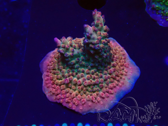 WYSIWYG- RAH Acropora Princess