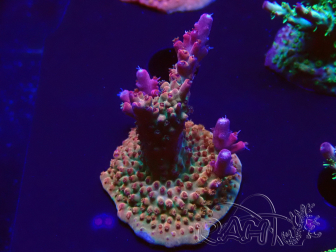 WYSIWYG- RAH Acropora Princess 5A4