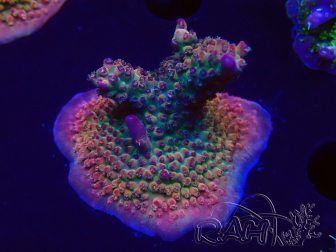 WYSIWYG- RAH Acropora Princess