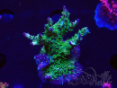 WYSIWYG- RAH Acropora Purple Haze 5B4