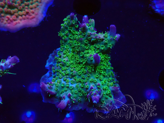 WYSIWYG- RAH Acropora Purple Haze 5B5