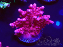 WYSIWYG RAH Acropora ballerina