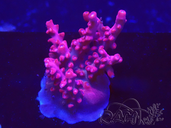 WYSIWYG Acropora millepora Rosa
