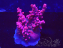 WYSIWYG RAH Acropora Ghost Town 5D1