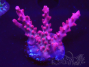 WYSIWYG RAH Acropora Ghost Town 5D2