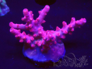 WYSIWYG Acropora sp Ultra