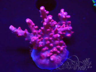 WYSIWYG Acropora sp Ultra