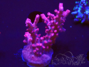 WYSIWYG RAH Acropora Ghost Town 5D5