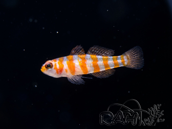 Trimma cana 1-2 cm