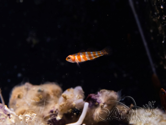 Trimma cana 1–2 cm