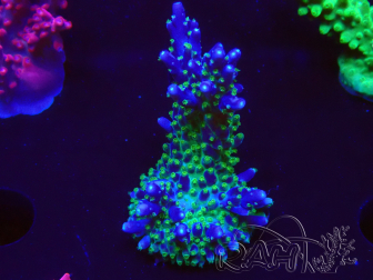 WYSIWYG RAH Acropora Blue Lagoon 5E1