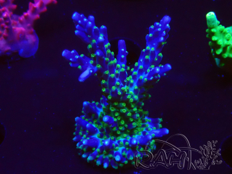 WYSIWYG RAH Acropora Blue Lagoon