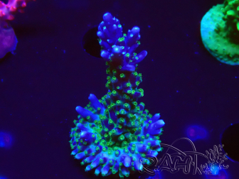 WYSIWYG RAH Acropora Blue Lagoon