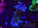 WYSIWYG RAH Acropora Blue Lagoon