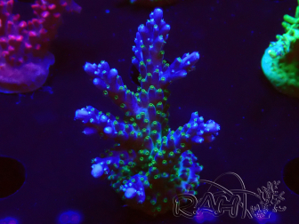 WYSIWYG RAH Acropora Blue Lagoon 5E5