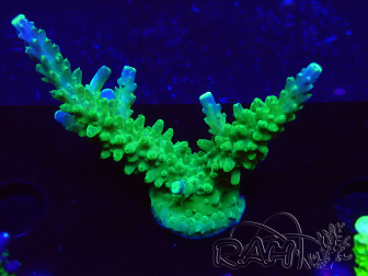WYSIWYG RAH Acropora latistella Popsicle