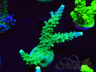WYSIWYG RAH Acropora Joker