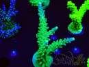WYSIWYG RAH Acropora Joker