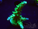 WYSIWYG RAH Acropora Joker 5H10