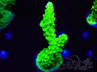WYSIWYG Acropora yongei Geen Slimer 5J8
