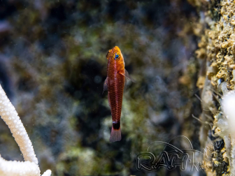 Trimma tevegae 1.5cm