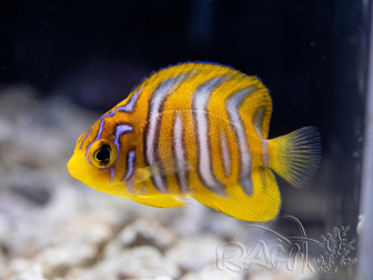 Pygoplites diacanthus breeding Bali aquarich WYSIWYG 1 (2.5-3.5 cm)