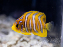 Pygoplites diacanthus Zucht Bali aquarich WYSIWYG 1 (2,5-3,5 cm)